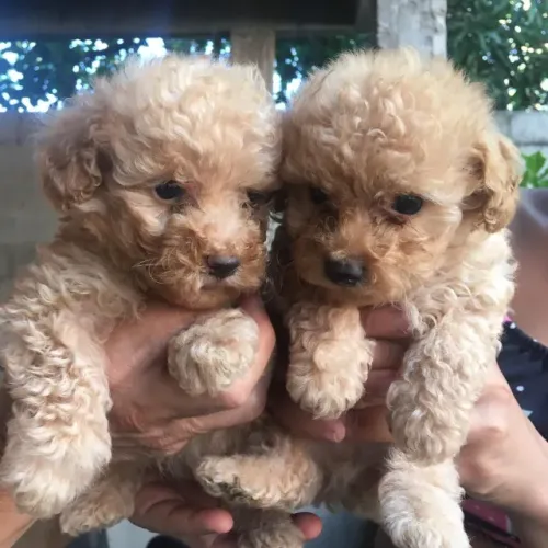 Poodle toy Deu a Louca na Reborn pets, SUPER PROMOÇÂO Para aquisição imediata 