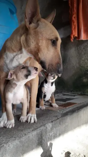 Bull Terrier ingles 