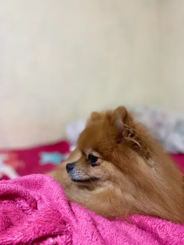 Spitz alemão fêmea 