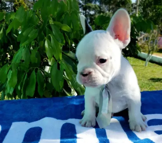 Bulldog Francês todas as cores, garantia total de saúde em contrato
