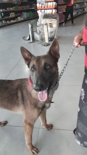 Procura-se cachorra para cruzo com pastor malinoar