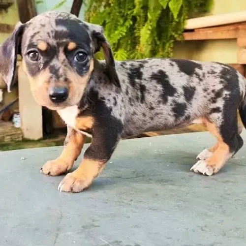 Basset Teckel