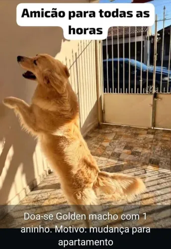 Golden macho ( doação)