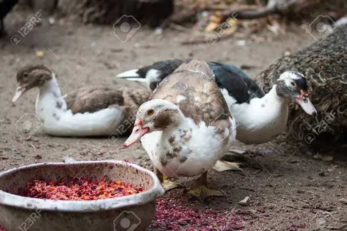 Pato vendo