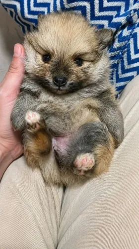 Spitz Alemão( Lulu da Pomerânia)