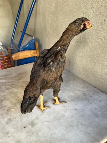 Galinha Índia barbuda cor exótica...