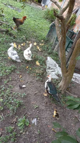 Patos pra vender