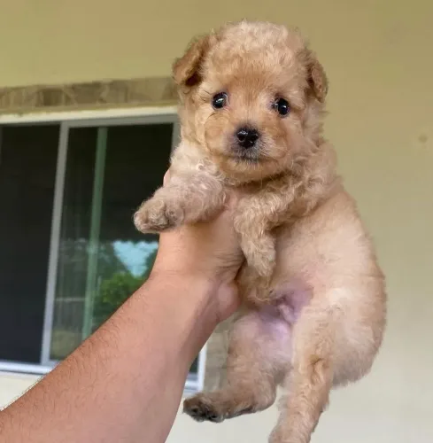 Filhotinho lindo,super dócil e carinhoso.