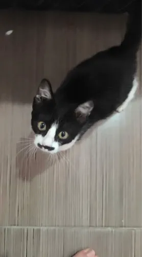 ? ADOÇÃO URGENTE ?Gato macho filhote 