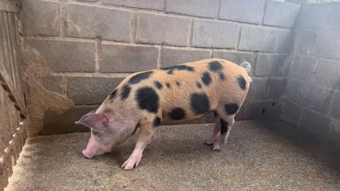 Porco caipira
