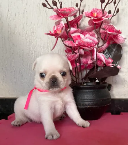 Pug fêmea com pedigree