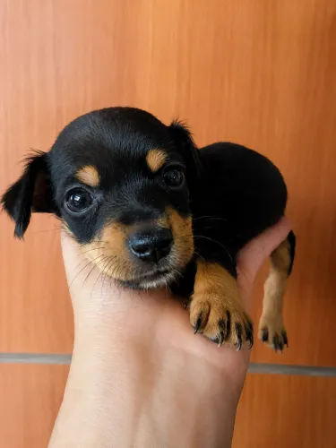Pinscher ZERO 