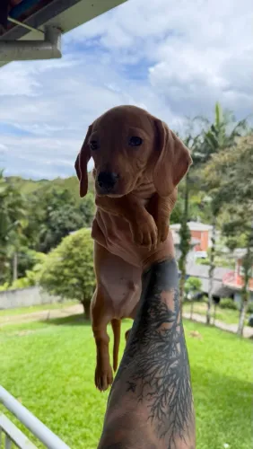 Daschund Kaninchen