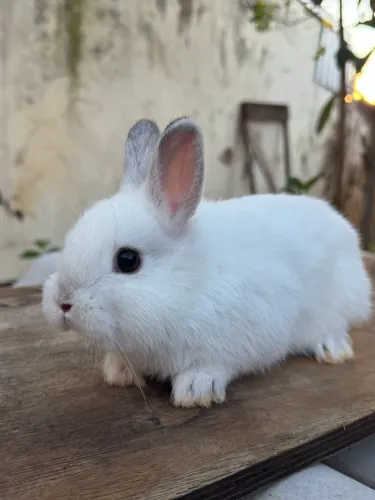 Coelho anao netherland branco 