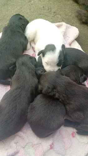 Pudoo 