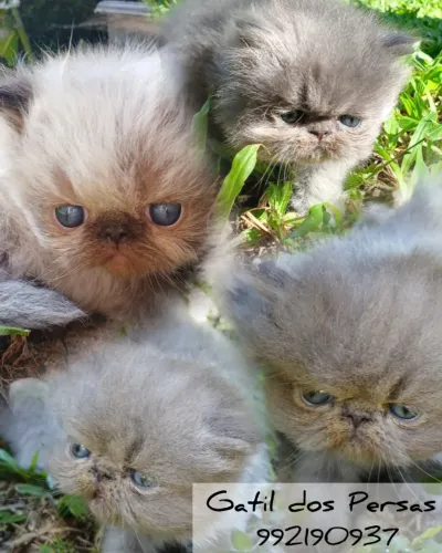 Gatos da raça Persa com 2 meses