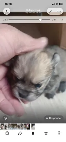 Vendo lulu da Pomerânia.
