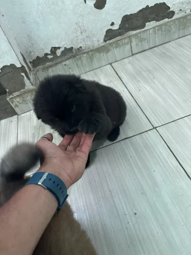 Chow chow filhote