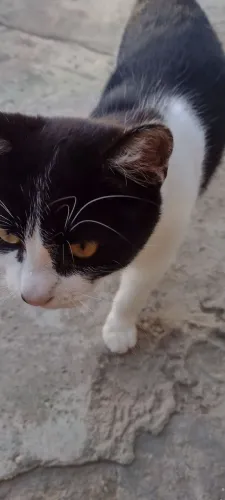 Doa - se gato macho, filhote
