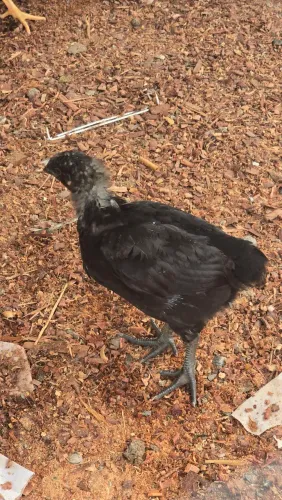 Pintinho Gigante negro de Jersey
