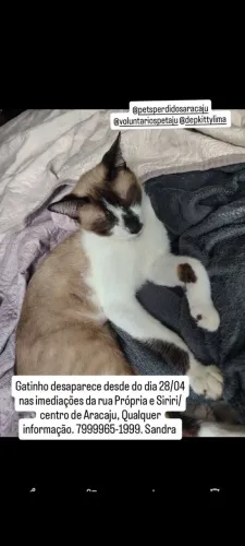 gato perdido 