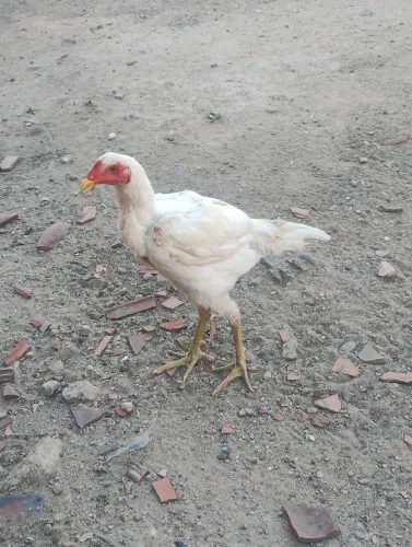 Frangos