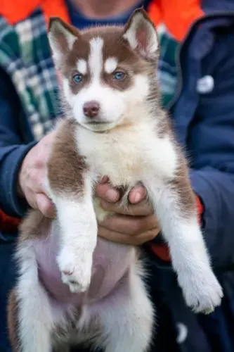 Filhote de Husky Siberiano Para Quem Ama Cães Diferentes