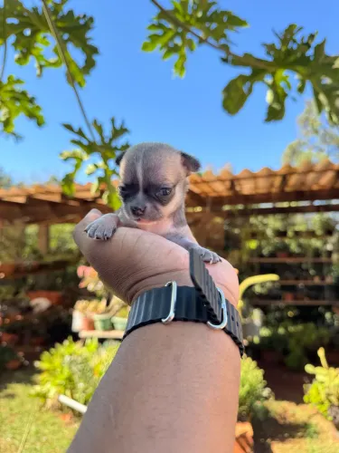 Chihuahua fêmea mini