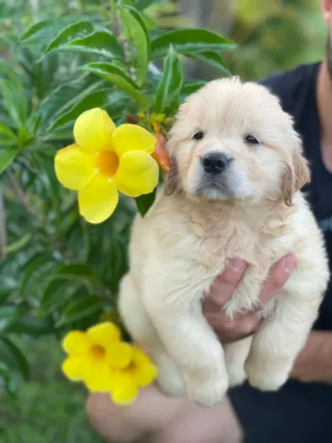Golden Retriever com Pedigree Puro