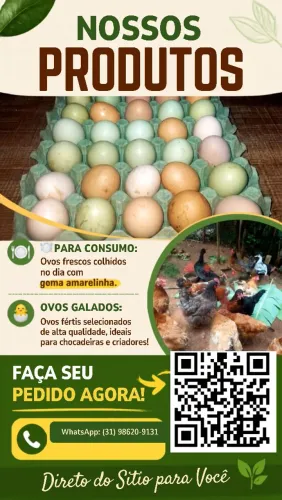 Vendo ovos galados e para consumo.