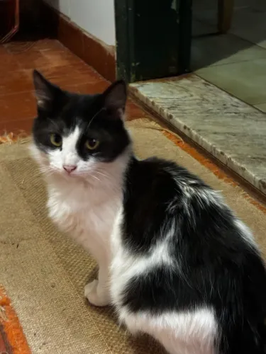 Lindos gatinhos para adoção 