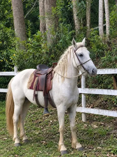 Cavalo