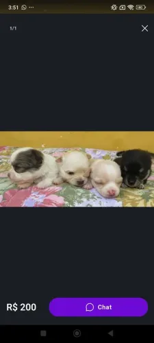 Procuro um filhote pinscher ou chihuahua