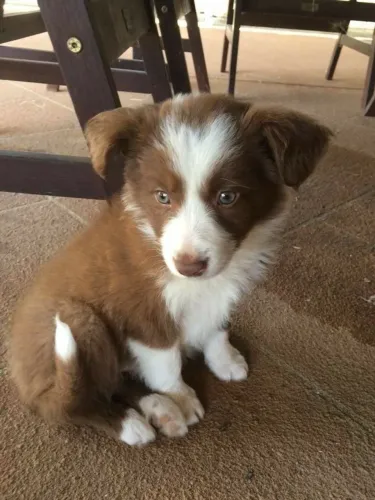 Border collie fêmea raça pura inteligente
