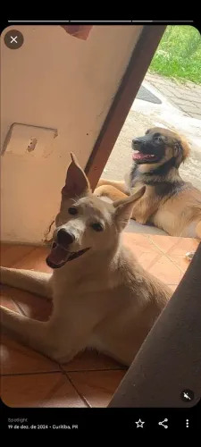 Doação de duas fêmeas