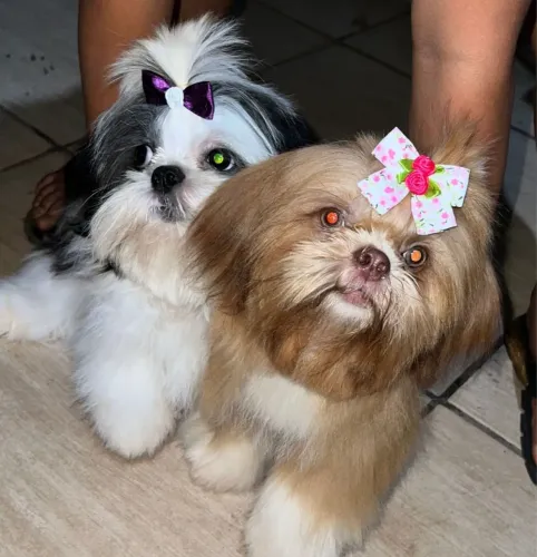 Shitzu macho