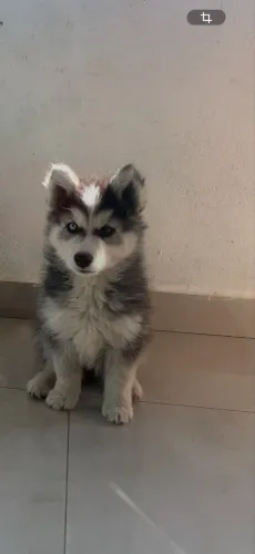 Husk siberiano