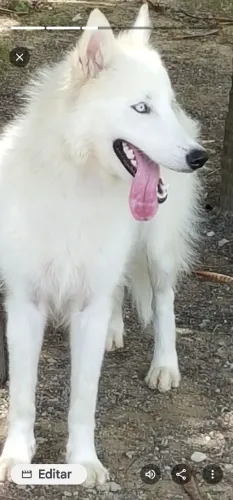 HUSKY SIBERIANO FILHOTES