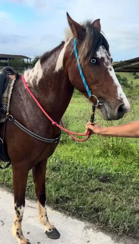Cavalo mangalarga