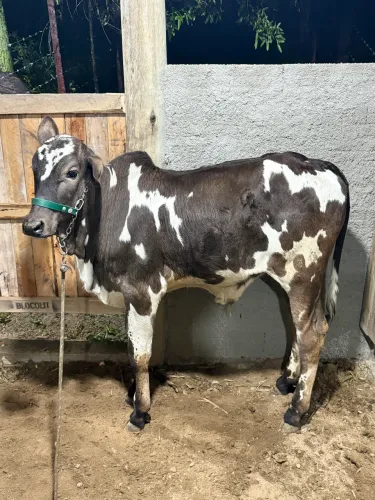 Nelore pintado