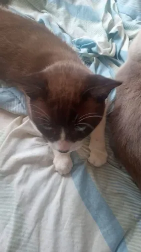 Gato macho