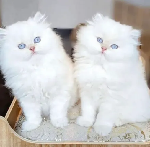 Gato Persa Branco Disponível