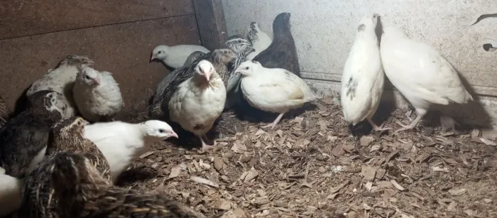 Codornas