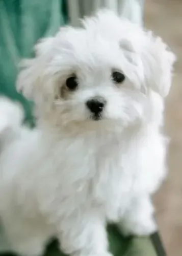 Maltês Seu novo cachorrinho pode estar te esperando aqui