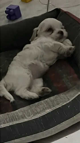 Maltês com Shih tzu