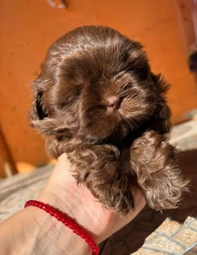 Shitzu macho presentei quem você ama
