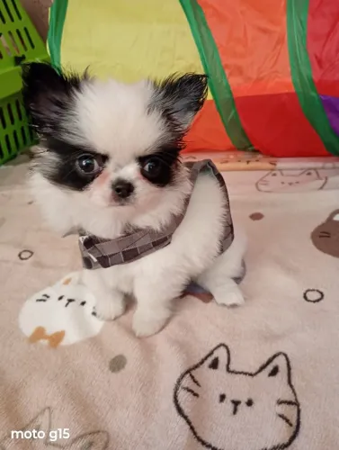chihuahua pelo longo, macho, linhagem russa, em 10x, entregamos.