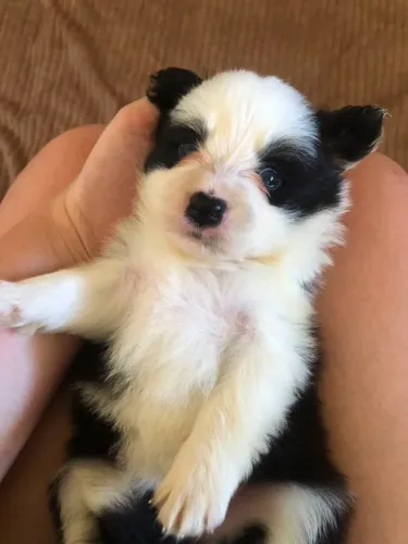 Border Collie