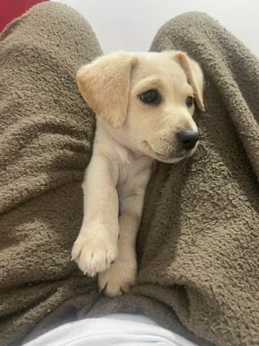 Cachorro