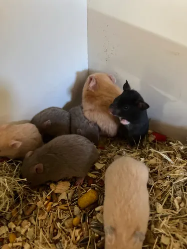 Hamster Sírio